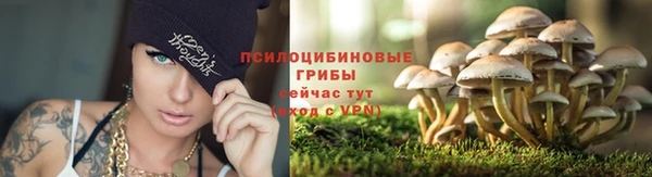 стаф Богородск