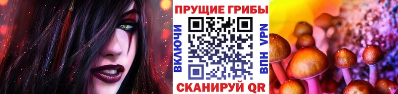 blacksprut как зайти  купить наркотик  Шилка  Галлюциногенные грибы Psilocybine cubensis 